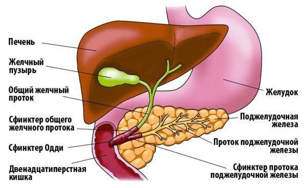 Локализация печени и поджелудочной железы в организме