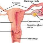Репродуктивная система