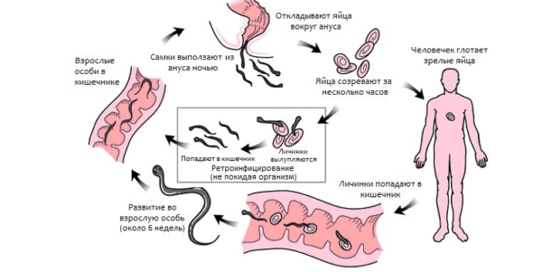 Жизненный цикл остриц в организме человека